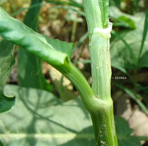  Ochrea